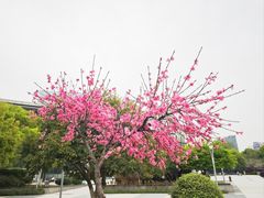 -西湖文化广场