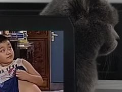 -PETKIT 小佩宠物·低压洗护·美容·寄养(安远店)