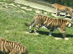 -上海野生动物园老虎餐厅