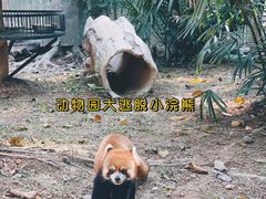 -深圳野生动物园
