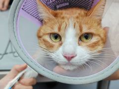 -宠物星动物医院·眼科·异宠·猫科(江南大道总院)