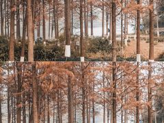 -重庆彩云湖湿地公园