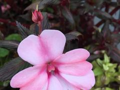 -庐山风景区花径公园