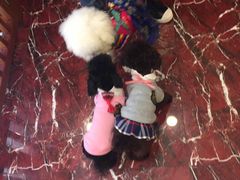 -多卡布奇宠物生活馆(上林世家店)