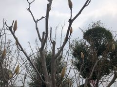 -武汉紫薇都市田园