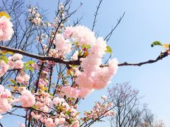 -天适樱花悠乐园
