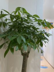 -郑荃丽格医疗美容