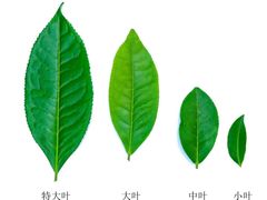 -华祥苑茶馆•国缤茶小蓝罐(普罗旺斯店)