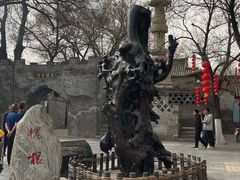 -大槐树寻根祭祖园
