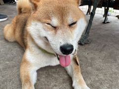 -柴犬高等学院·狗咖·柴犬售卖·宠物训练