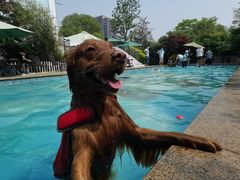 -汪说喵讲宠物乐园宠物酒店(红星美凯龙店)