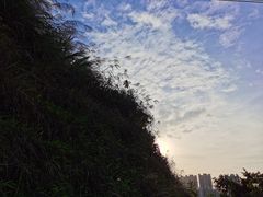 -中山市树木园