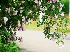 -白鹭湾湿地公园