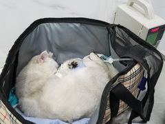 -伟伟宠物医院·CT影像中心·瑞派犬猫综合性门诊(汉口总院)