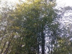 -竹泉村旅游度假区