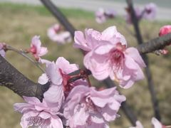-缙云山景区