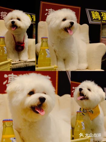 真的是一家很有爱，高品质的宠物‍美容馆～ ️美容老师