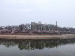 -桃花堤公园