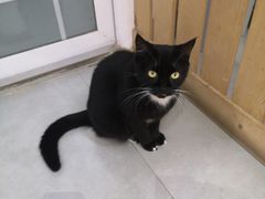 -Heymao猫咖.咖啡厅(东门店)