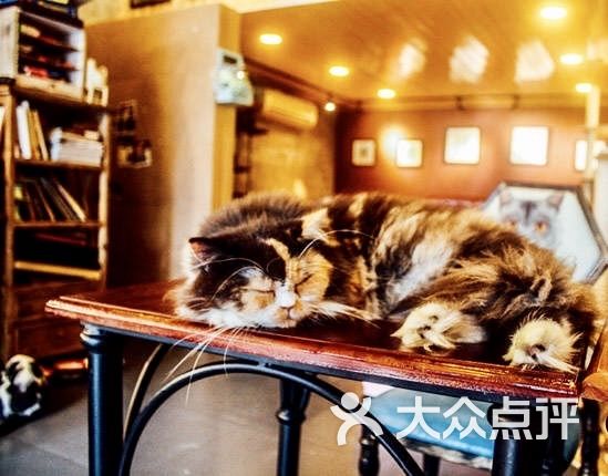 麒麟猫咪主题餐厅咖啡馆图片 