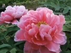 -洛阳市牡丹公园