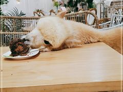 -共舞时光猫咖·狗咖(新街口店)