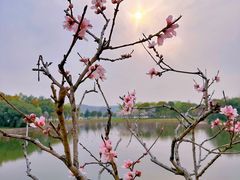 -无锡蠡湖国家湿地公园-蠡园