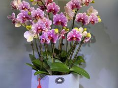 -拾花记花艺·求婚·订婚·生日布置(高新店)