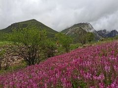 -莲宝叶则景区