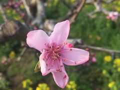 -南汇桃花村
