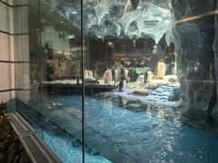 -帝企鹅自助餐厅•儿童岛•真企鹅(长隆企鹅酒店)