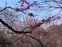 -无锡梅园公园