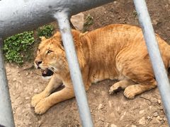 -西安秦岭野生动物园