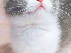 -十年猫舍·猫咪专门店(普陀店)