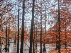 -池杉湖湿地公园