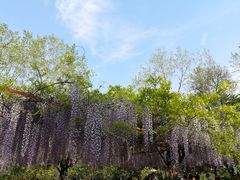 -嘉定紫藤园