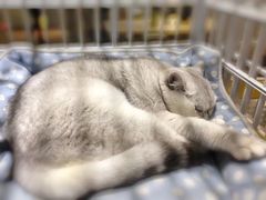 -藏猫猫咖啡主题馆(中央大道店)