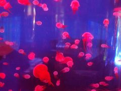 -左海海底世界
