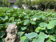 -上海醉白池公园