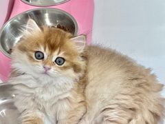 -青奢宠物·青奢猫舍