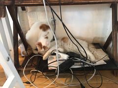 -Cappucimeow猫咪咖啡馆(韦伯时代店)