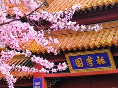 -桃花堤公园