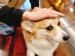 -豆柴町-柴犬主题狗咖(红鼎国际C座店)