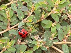 -杭州湾海上花田景区