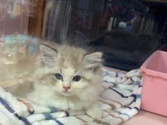 -FAELING PETS美天灵宠物(富力广场店)