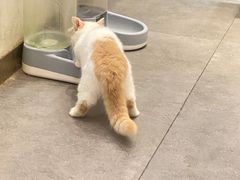-飞行喵MR PILOT|猫舍·猫咖(静安大融城店)