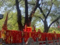 -大槐树寻根祭祖园
