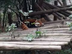 -成都大熊猫繁育研究基地