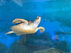 -惠州金海湾嘉华度假酒店