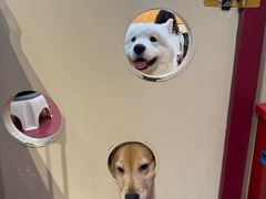 -和它·交个朋友·狗咖猫咖(爱琴海店)